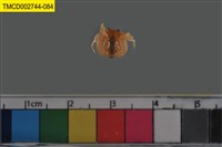 藏品(短指和尚蟹)的圖片